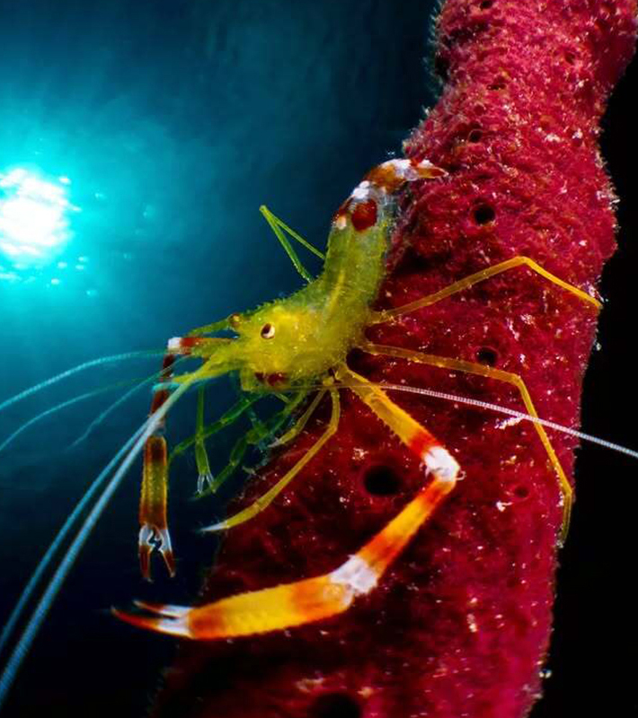 Dive Packages