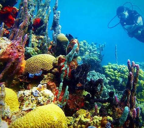 Bespoke Diving Experiences