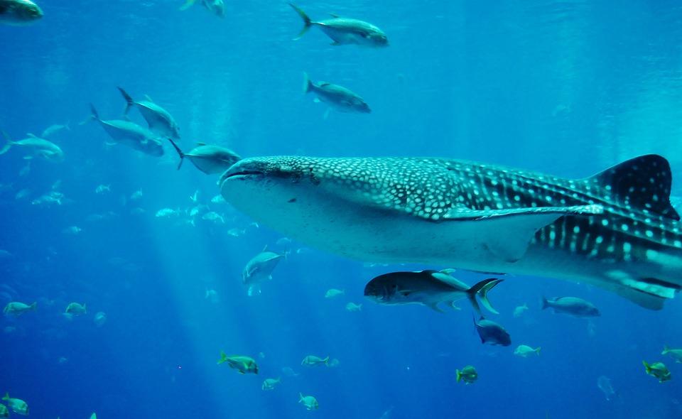 Cozumel and Riviera Maya Reef Diving