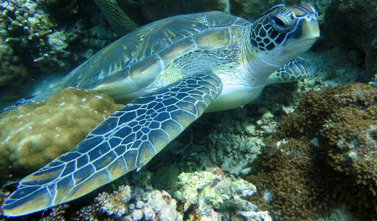 Pristine Water Snorkeling San Bernardo Colombia