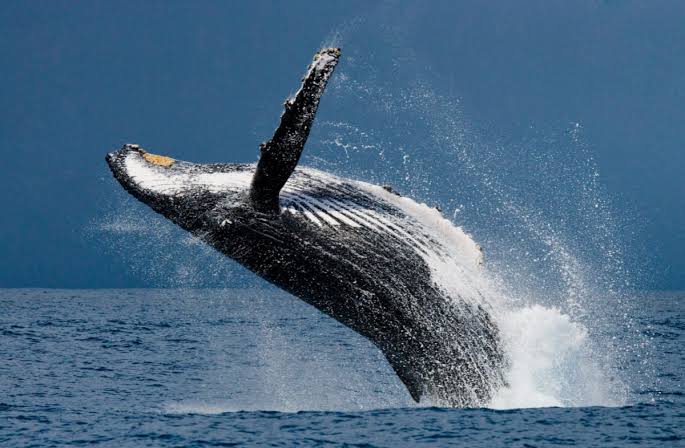 Dive Packages